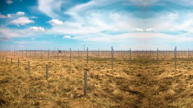 INTEC-CHINT-to-Establish-Romania-Largest-Solar-Power-Plant